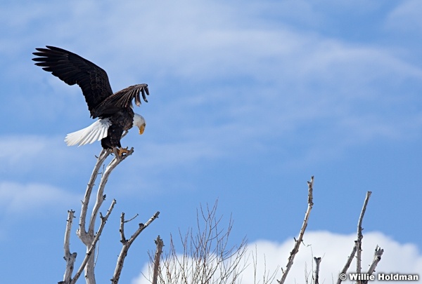 Bald Eagle 021512 17