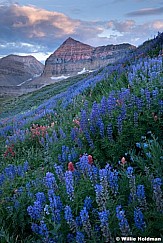 Timpanogos Lupine Wildflowers 072018 4150 2 2