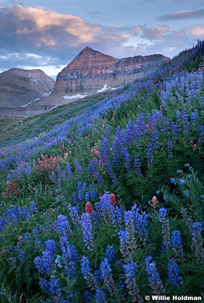 Timpanogos Lupine Wildflowers 072018 4150 2 2