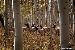 Elk Aspen 100410 3727