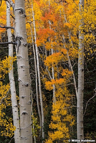Orange Red Aspens 092621 5191