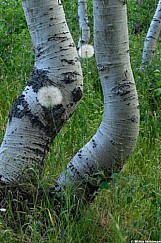 Seeds And Aspens 071726 7081