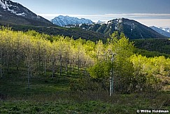 Spring Aspens 051517 8114