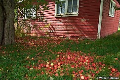 Forgottenapples100609 213