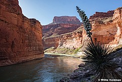 Agave Grand Canyon 042017 4206