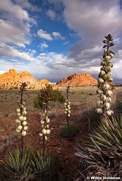 Capital Reef 051913 2772