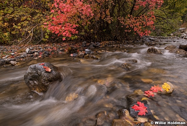 North Fork Stream 100818 9154 3