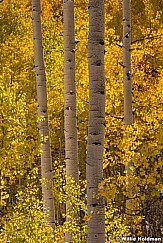 Golden Aspens 100413 8100