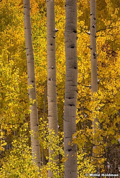 Golden Aspens 100413 8100