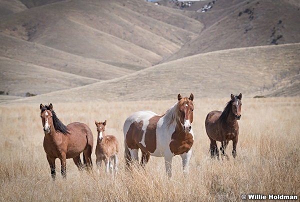 Wild Horses Paint 040320 0835 2