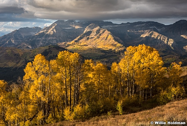 Golden Aspens Timp 100216 9859