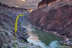 Agave Grand Canyon 041912 1181