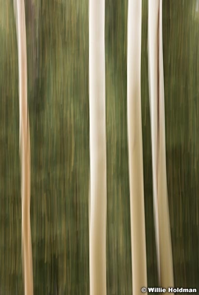 Aspen Abstract Impressionism 100315 2