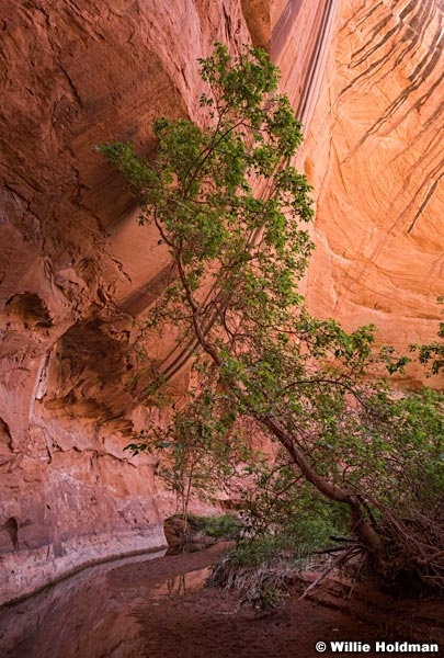 Escalante Choprock Canyon 060516 1274