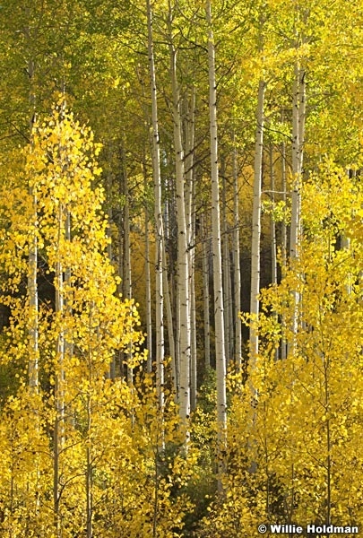 Aspensalpineloop101008 9620