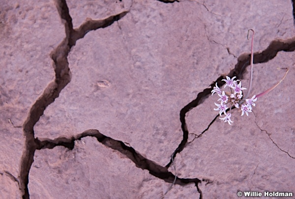 Desert Wildflower 041214 4906