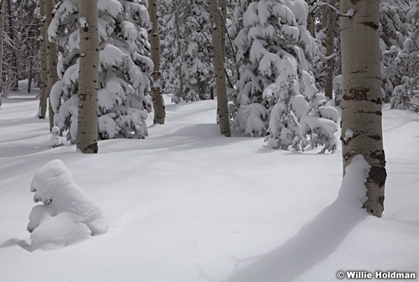 Light Powder Snow 040913 7657