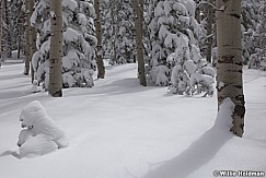 Light Powder Snow 040913 7657