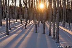 Winter Aspen Grove Sun 020522 5297