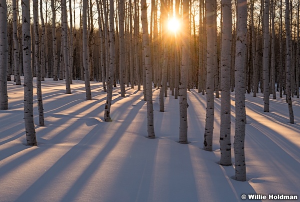 Winter Aspen Grove Sun 020522 5297