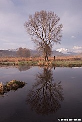 Tree-Reflection-042415-7469