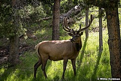 Elk in forest Wyoming 3