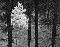 114040008317BW