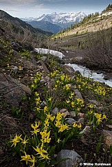 Glacier Lillies AF Canyon 060117 2