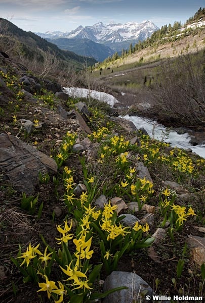 Glacier Lillies AF Canyon 060117 2