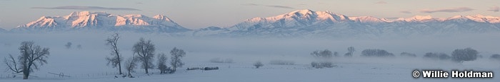Treeswinterfogtimp010708