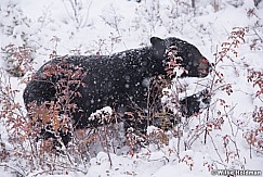 Black Bear Winter Berries 100118 6812