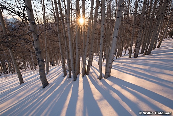 Aspen Stand Sunset 012122 4128