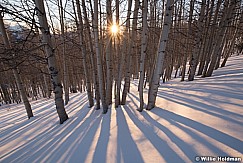 Aspen Stand Sunset 012122 4128