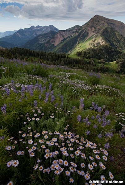 Utah Daisies timp 072412 74