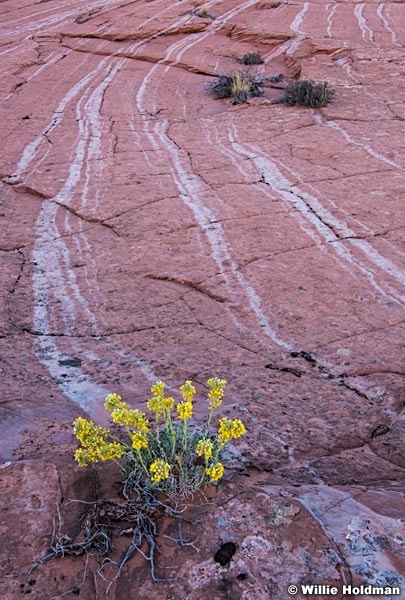 Yellow Wildflowers Slickrock 042717 9798