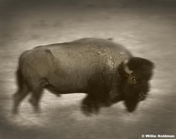 BuffaloBlackandwhite