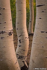 Large Aspen Trunks 095618 0368 3