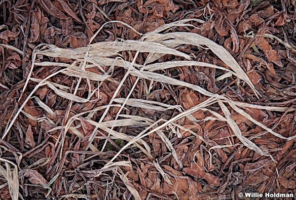 Frozenplants031411 273