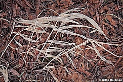 Frozenplants031411 273
