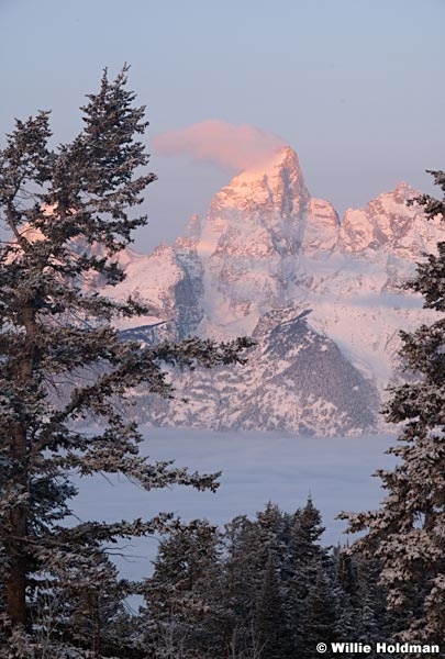 tetonfrostpine112509 2829