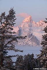 tetonfrostpine112509 2829