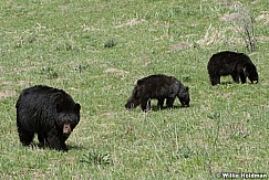 Black Bear Cub 050817 4804