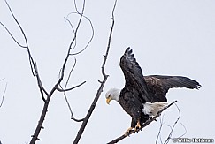 Bald Eagle 020720 8220