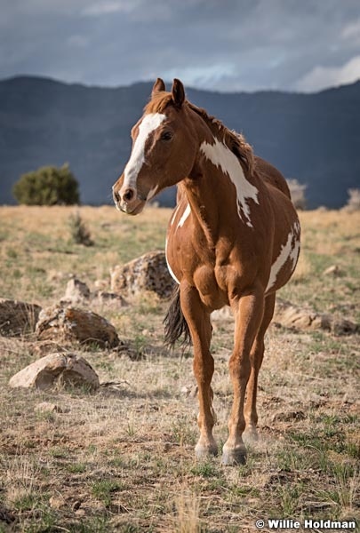 Price Mustang 050321 5780