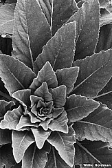 217000005818BW