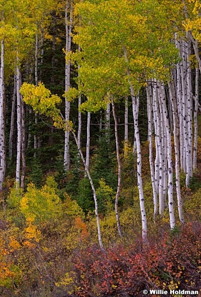 Colorful Aspens 092914 2