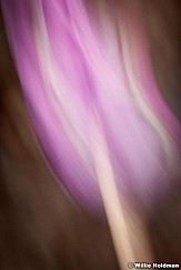 abstractflowers051911 29