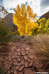 Cracked Mud Cottonwood 102924 5399