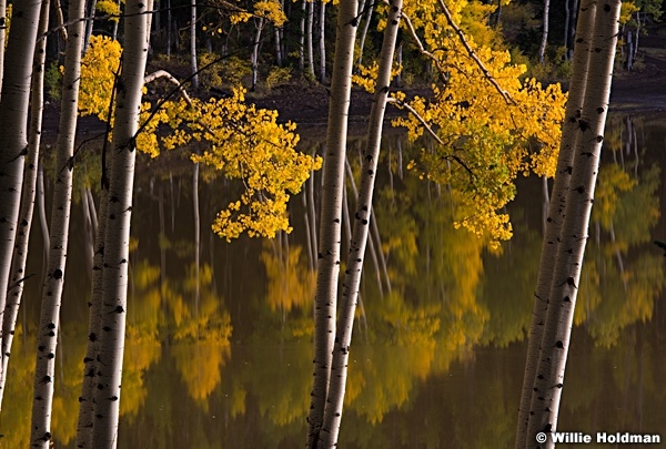 Golden Aspens Reflection 092616 3