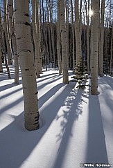 Pine tree sunburst 030917 0017